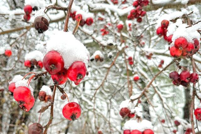 130194551_web1_BLD120523WinteryWeather
Snow clings to berries on a tree Monday, in Portland, Maine. A storm dropped a mix of rain and snow on parts of New England, with some locations recording more than a half-foot of snow. On Monday North Carolina state officials urged residents to prepare for winter weather across the state.
Patrick Whittle | AP