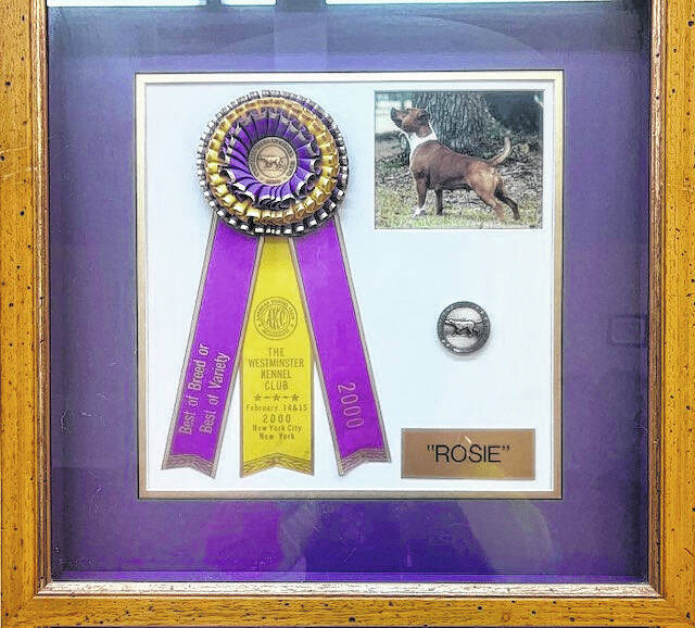 131928890_web1_dog--2-
Rosie was one of Loretta Pyeatts champions at the Westminster Kennel Club Dog Show. Not one of the champion Rottweilers that she has raised to be in the winners circle, but there was something special about this little dog and Pyeatt knows how to bring champions out of the winners circle.
Photo Courtesy | Loretta Pyeatt