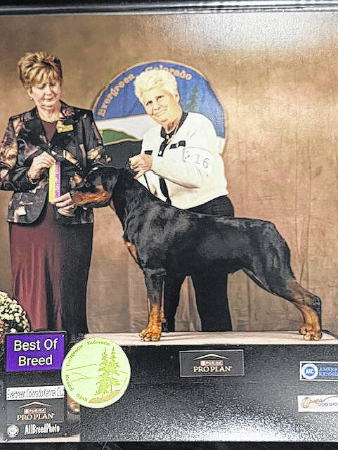 <p>Loretta Pyeatt shows one of her winning Rottweilers at a show in Greely, Colorado.</p>
<p>Photo Courtesy | Loretta Pyeatt </p>