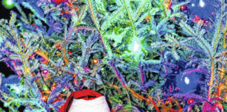 
			
				                                Elizabeth Cashwell was the emcee for the Tree Lighting festival at the Grand Regal on Goldston’s Beach Nov. 30.
 
			
		