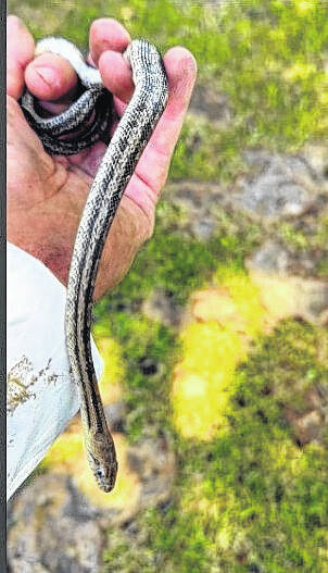 <p>Keith Rose may be a snake whisperer, but he definitely is not afraid of them - and has no problem removing them from where they are not wanted.</p>