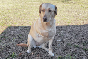 Jones: Who let the dog out?
