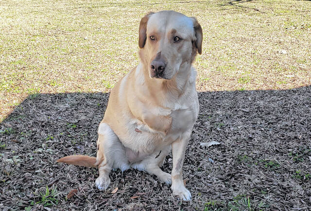 132129789_web1_021726_Cardinal_dog
Cardinal, the stray dog that showed up at the Jones household in 2024.