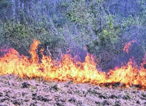 N.C. Forest Service urges safety ahead of spring wildfire season