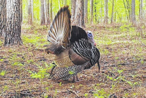 Turnbull Creek ESF closed April 23-25