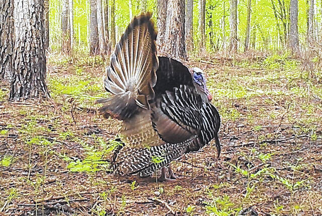 Turnbull Creek Educational State Forest photo