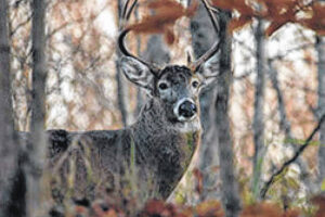 Bladen removed from CWD secondary surveillance areas