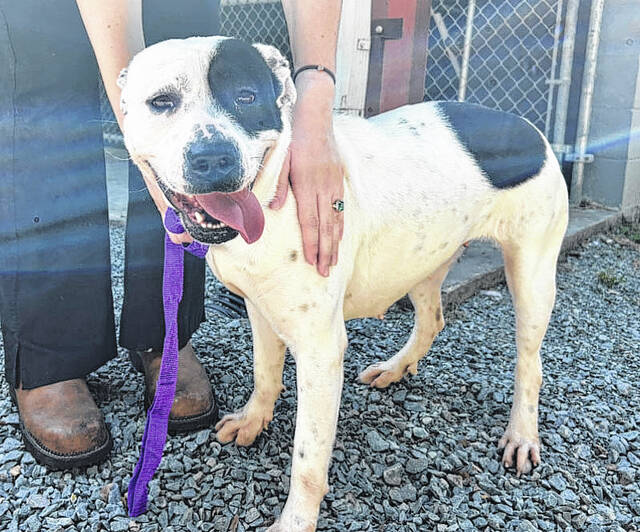 The Bladen County Animal Shelter held a Paws & Pamper Party for dogs May 15.
Lexi Tatum photo