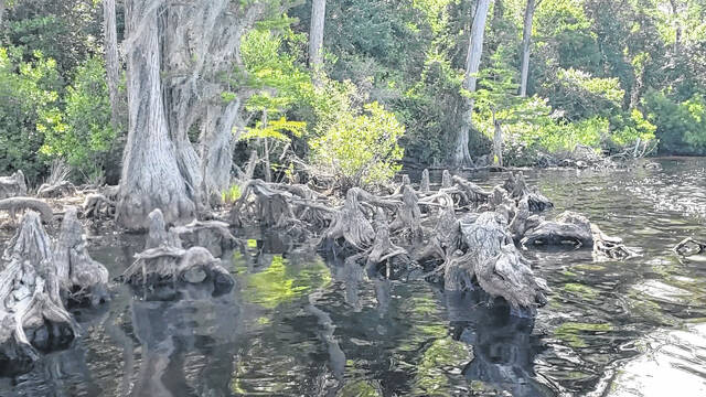 The knees of the Cypress trees rise above the waters on Jones Lake.
                                 Sonny Jones / Bladen Journal