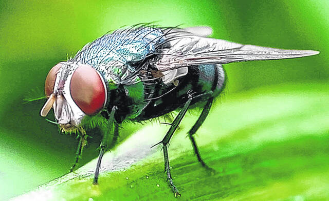 U.S. screwworm cases lead to N.C. animal restrictions